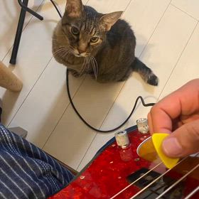 Googleフォトが作ってくれたシオくん動画の画像