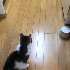 木曜日のジムが休館日、追い詰められていく。スイマーさんの助言。ふたにゃんのじゃれ合い？の画像