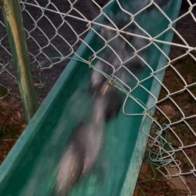 ☆今年最後の放流です☆の画像