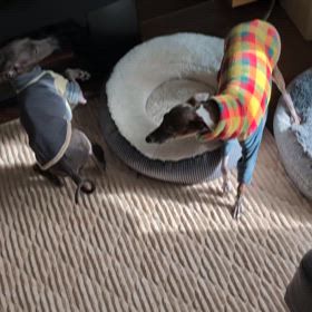 エルスとルーク　いつも喧嘩　ソファに登れないの画像