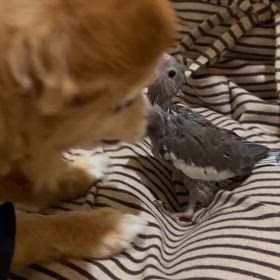 当店に来たなら幸せにおなり。の画像