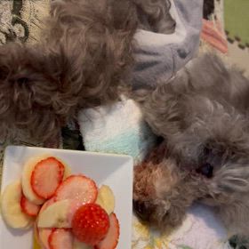 ショパンくん回顧録最終章の画像