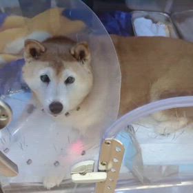 ウメちゃんの治療の画像