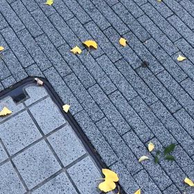 無数に舞い散るイチョウの葉の画像