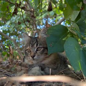 可愛すぎる♀️の画像
