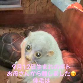 ポト降臨の画像