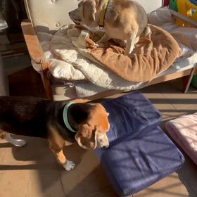 組織生検の結果の画像