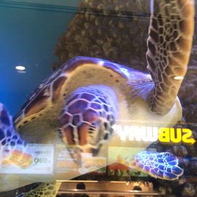 かめさんの画像