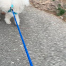 お散歩楽しいねの画像