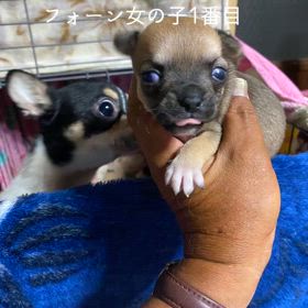 フォーン女の子1番目の画像