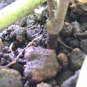 20251103 土を食べるみみたんの画像