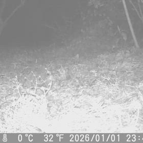 すぎぴたんの事件簿シーズン3　616話（子連れで新年の挨拶、ハクビシン親子）の画像