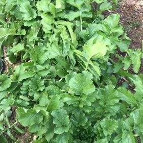 大根収穫☺️の画像