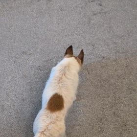 愛犬テンの画像