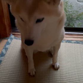 お手？の画像