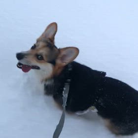 この間の雪の日に、の画像