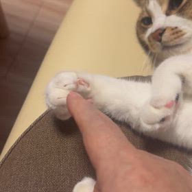 肉球プニプニしてみたの画像