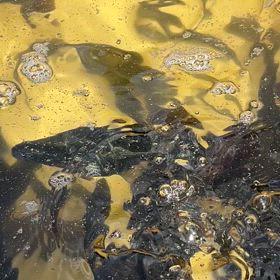 明日、4/20土は定員となっております、の画像