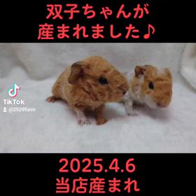テディモルモットの双子ちゃん産まれました♪の画像