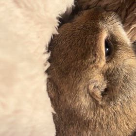 ぐいぐいの画像