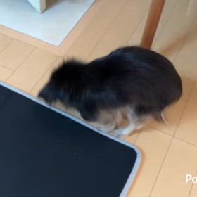 週末の金太郎です。の画像