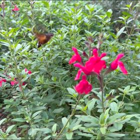 二ホンミツバチに癒されるの画像