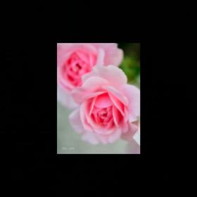 練習を重  ねて、いつか、、♡    2024年39本の画像