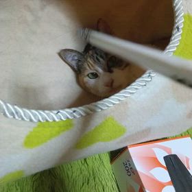 くら寿司箸の画像