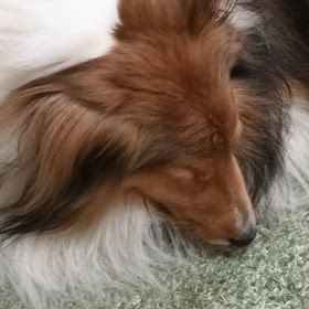 連休最終日は、いつもこうなるの画像