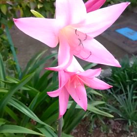 国政選挙の画像