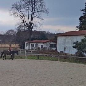 トラウマを抱えたお馬さんの画像