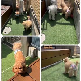 初めてのお泊まりの画像