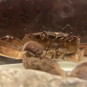 もぐもぐモク太郎の画像