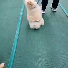ギャン吠えの画像