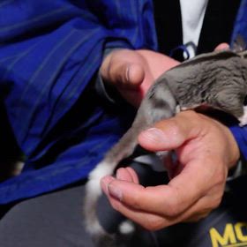 ご家族様募集中のフクロモモンガちゃん♀！！！の画像