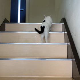 しっぽふりふりの画像