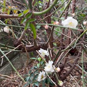 いつのまにか庭に梅の花が咲いていました。の画像