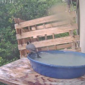 すぎぴたんの事件簿シーズン3　561話（仲良く水浴び！　ヤマガラ、メジロ）の画像