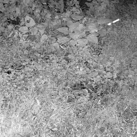 ワイルドライフの画像