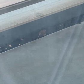 ベランダに鳥の画像