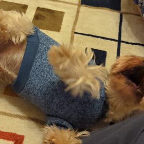 猫じゃらしで遊ぶ犬の画像