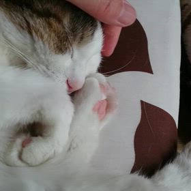 イライラ声の画像