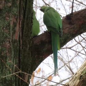先日の「ワカケホンセイインコ」の画像