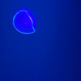加茂水族館☆動画①オワンクラゲの画像