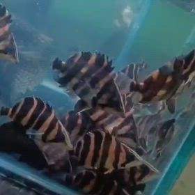 大人気の6cmサイズ スマトラタイガーも輸入します！の画像