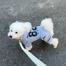 お散歩動画♪ニコ、ママの顔見ながら歩いてるーの画像