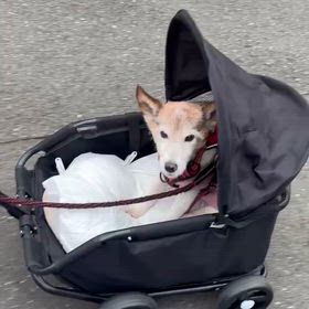 わんこの新車が納車されました | たかジイの第4コーナーからロングスパート