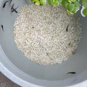 オロチ（メダカ）飼ってます。の画像