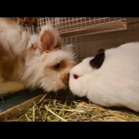 大切なお知らせの画像