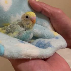 可愛いいセキセイインコ販売中〜の画像